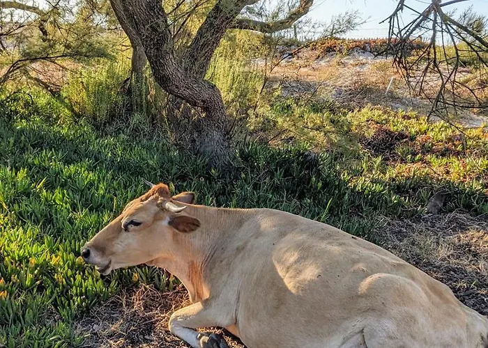 Mira Monti Location *