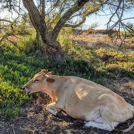 Mira Monti Location *